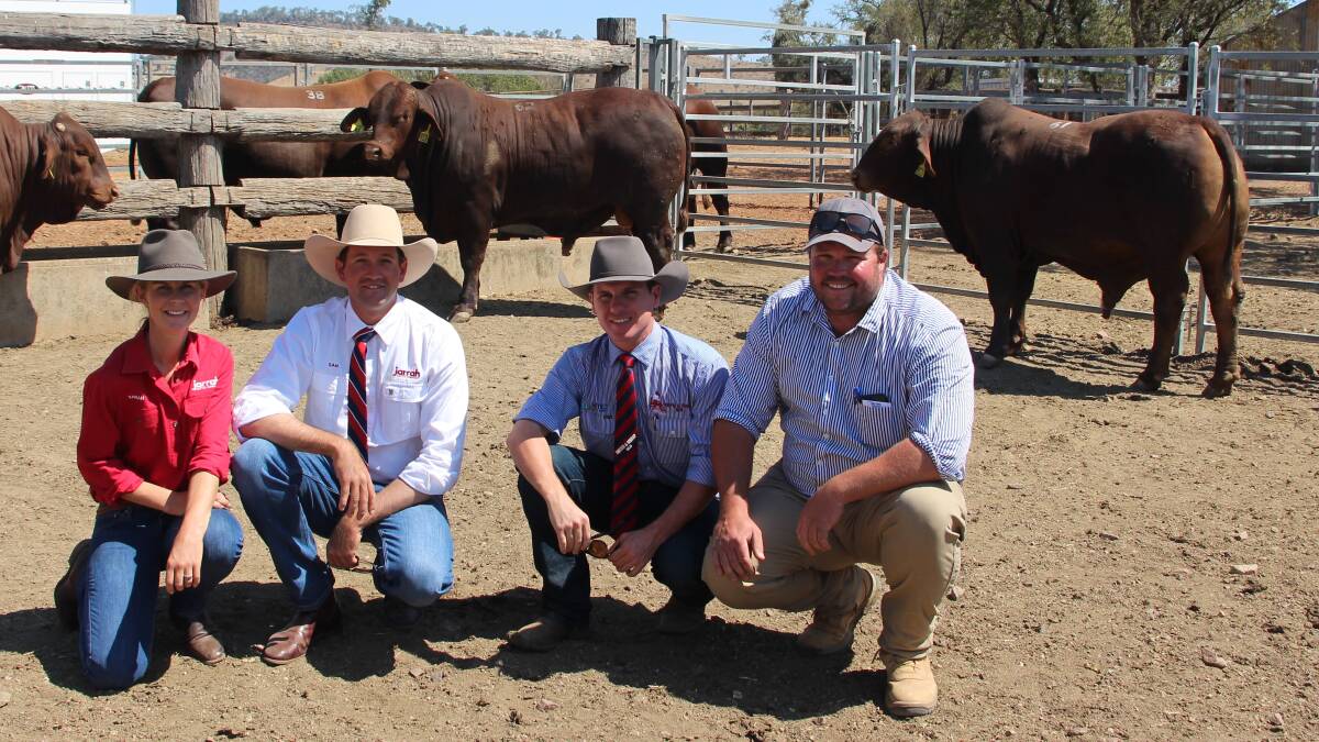 Sarah Holcombe and Sam Becker, Jarrah Genetics pictured with Matt Bishop, Hourn and Bishop QLD and Scott Becker, Paranui Pastoral Company, who purchased the top priced Jarrah Red Bull Lot 62, 8120 (S). 