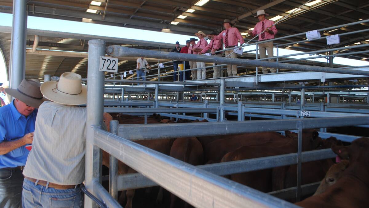 The Dalby Feeder and Store Challenge sale underway at the Dalby Saleyards. 