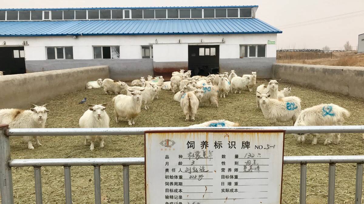 GLOBAL PERSPECTIVE: UQ researchers from International Animal Welfare Standards Project visited a sheep farm in Inner Mongolia as part of their work in China. 