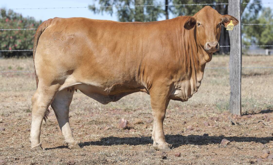 Top seller, the $15,750 Glenlands D Wavell (IVF) (P) (AI) sold to Daniel and Kirsty Boswood, Kaniel Stud, Barmoya.