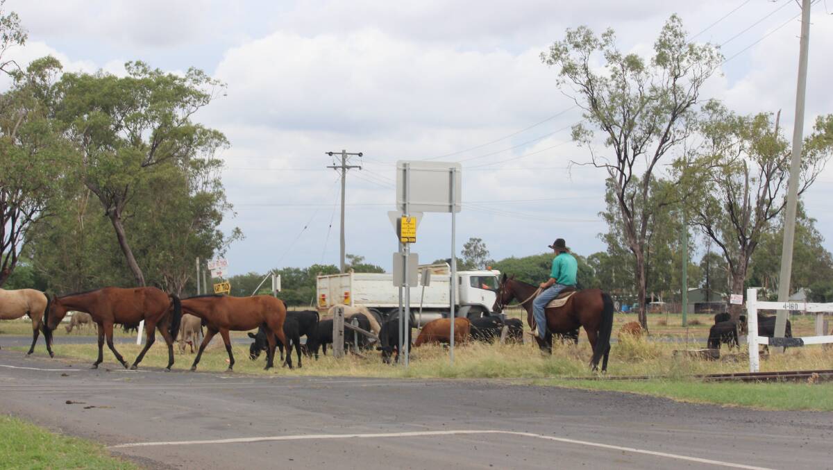 A mob of cattle on the road at Dalby. Photo: Helen Walker. 