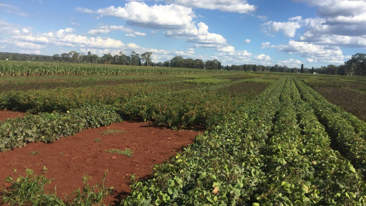 Site expansion: The Kingaroy Research Facility will become a pigeon pea research hub. Picture: Department of Agriculture and Fisheries. 