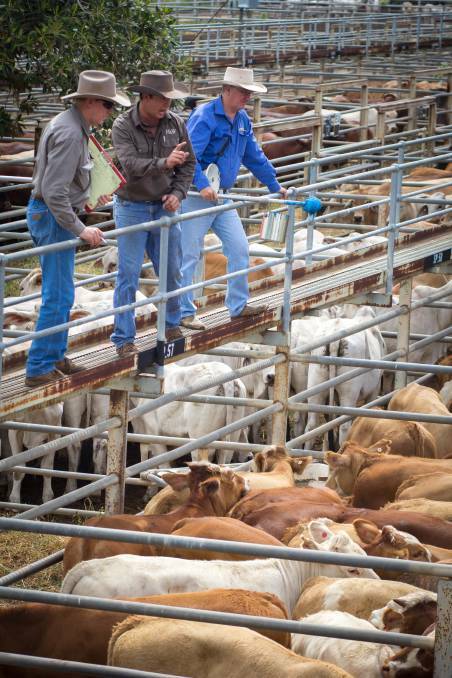 ACTION: Livestock agents at work during a Clermont cattle sale. The saleyards and showgrounds precinct in Clermont will be upgraded, with stage one underway. 