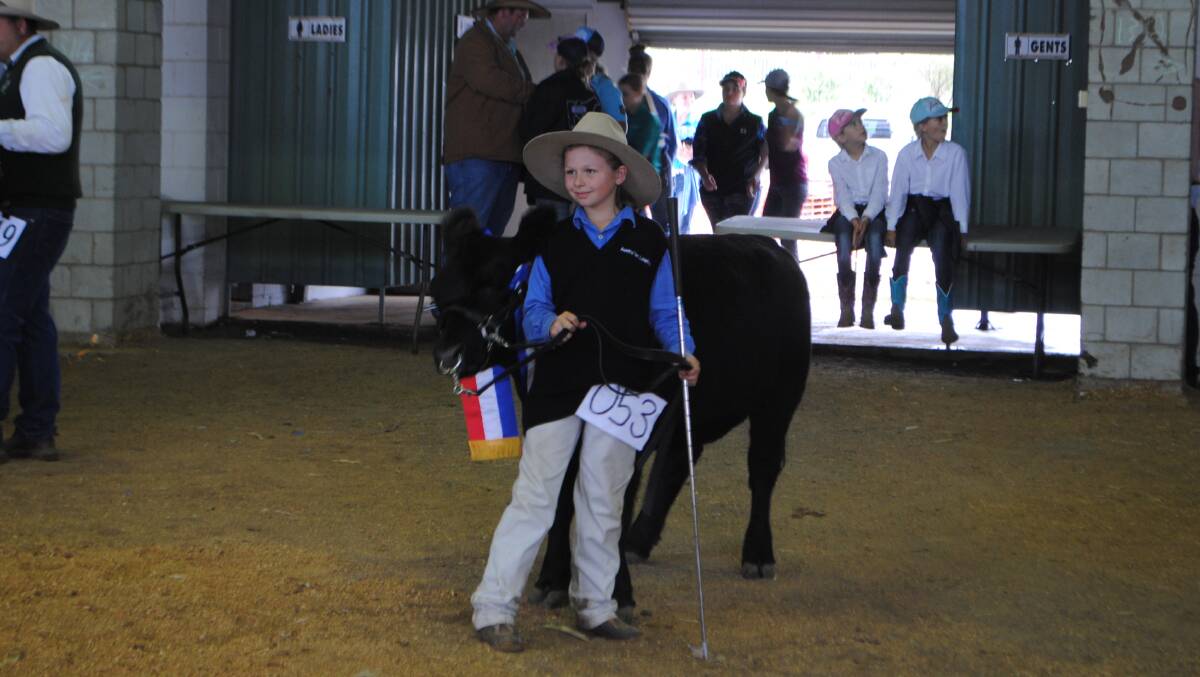 Australian Lowline Ebony New Attitude, led by Felicity Caesar, was named the small breed interbreed champion cow in the Toowoomba Royal Show's beef cattle section. 