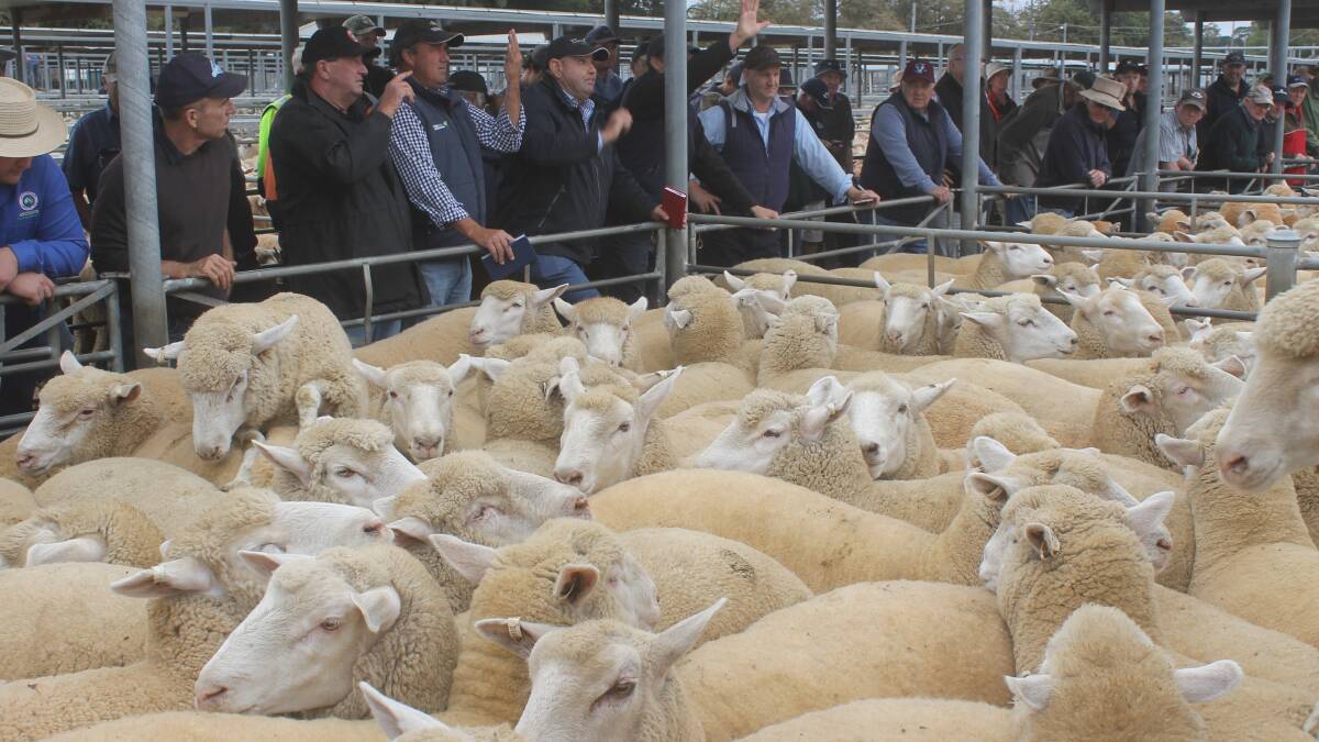 Record week for national trade lamb prices