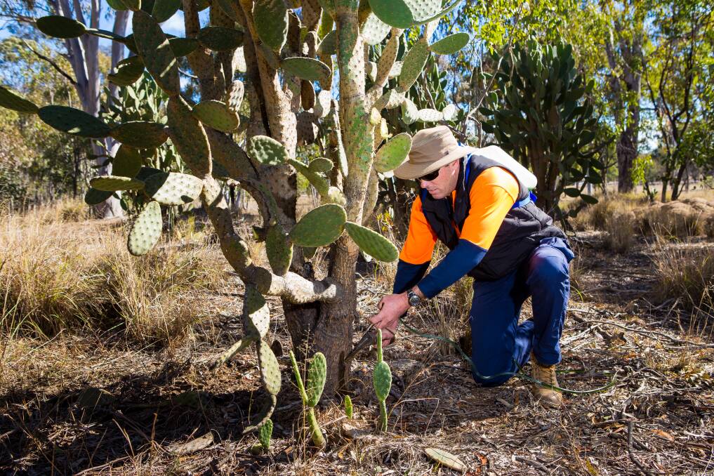 Southern Downs Regional Council local laws officer Matthew Murphy treats tree pear. 