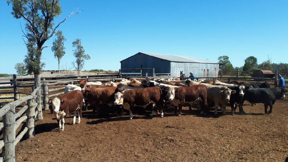 Cattle in the Weeroona feedlot for the 2019 Wandoan Show Beef Bonanza. 