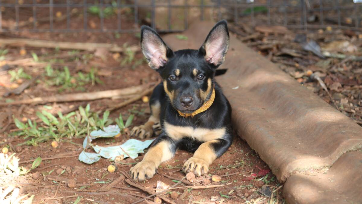 One of the Kelpie pups the sucessful bidder could choose from at Tuesday's Mareeba cattle sale fundraiser auction. 