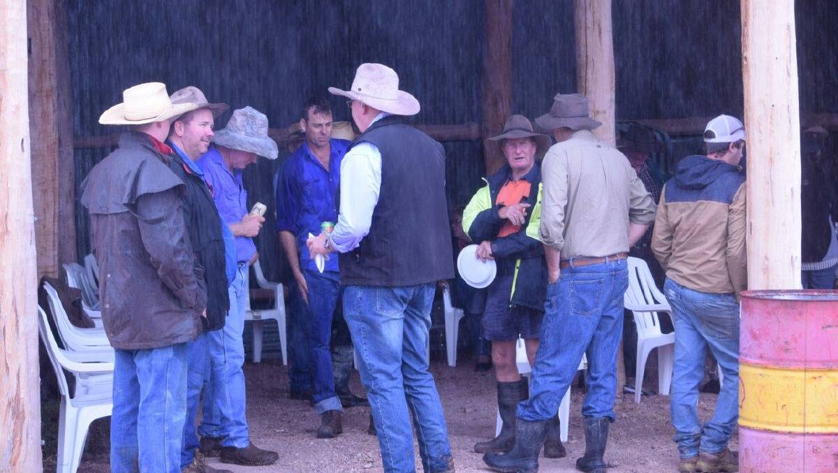 Competitors turn out to inspect the cattle entered in the Wandoan Show Beef Bonanza. 