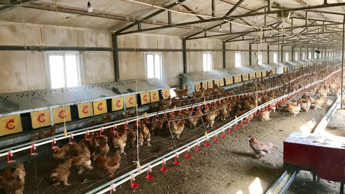 UQ researchers with the International Animal Welfare Standards Project visited a partnering egg farm in China, which used a combination of indoor farming and outdoor free range in chicory fields. 