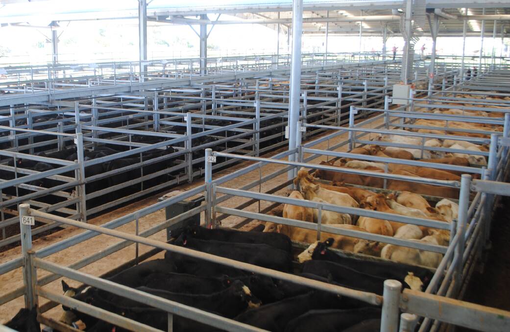 Australian cattle prices could surpass those of other global beef suppliers when local seasonal conditions improve. 