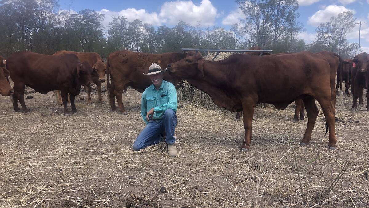 Healthy Beef Burnett project coordinator Chris Corsbie with some of about 90 Droughtmaster breeders he runs across two properties. 