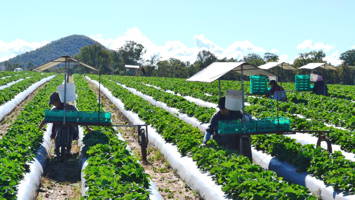  The Queensland Strawberry Growers' Association is offering up incentives to help entice pickers and packers. Pic: Fran Flynn Photography