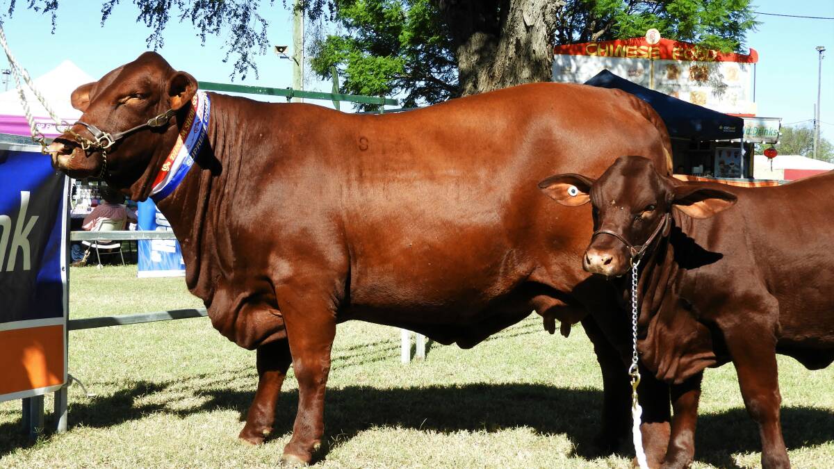 Murgona Kleopatra (P), 30 months, [Sired by - Diamond H Penthouse (P)] with Murgona Madonna at foot won senior and grand champion tropical female and interbreed champion female at Taroom Show.