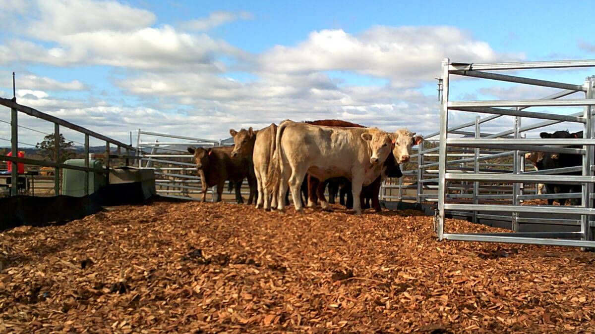 Cattle housed on woodchip bedding applied at a depth of 15cm at UNE's Tullimba Research Feedlot.