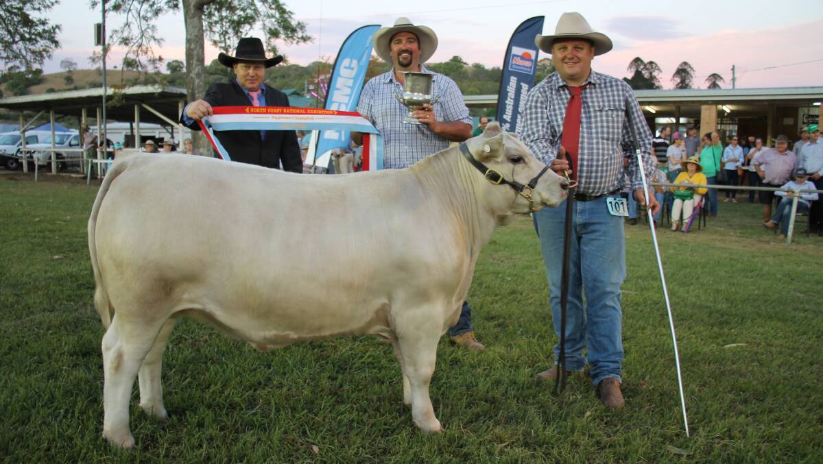 Quality cattle were on display for the Lismore Show. 