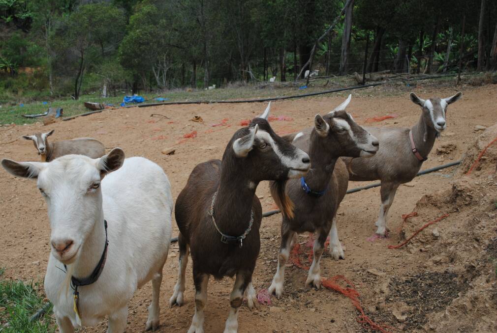 Some of the 80 goats being run at the Lindsays' Wamuran farm. 