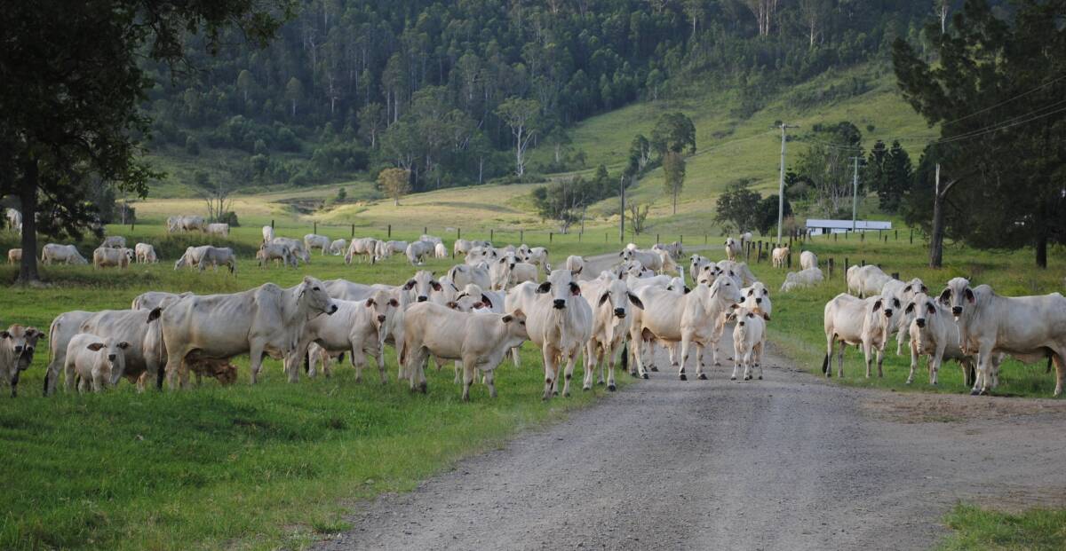 Conondale Station's cattle form a welcome committee at the entrance to the property.