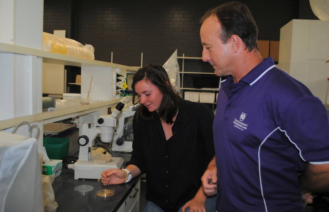 Deciphering dieback: The University of Queensland's Melody Thomson and Anthony Young taking a look at samples of white ground pearls collected from pasture dieback sites across the state. 