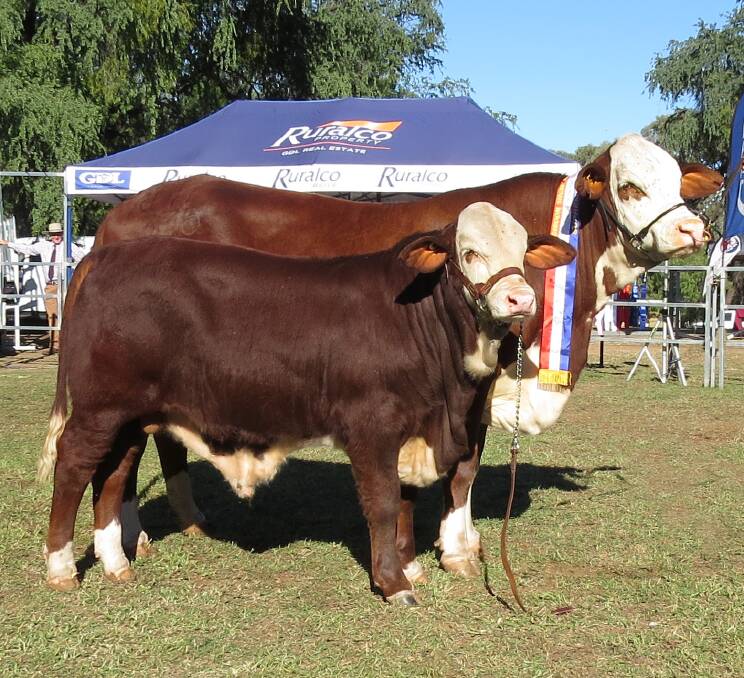 Grand champion female Downfall Creek Cruel Girl, shown with her 7-month-old bull calf at foot Downfall Creek Hooligan. 