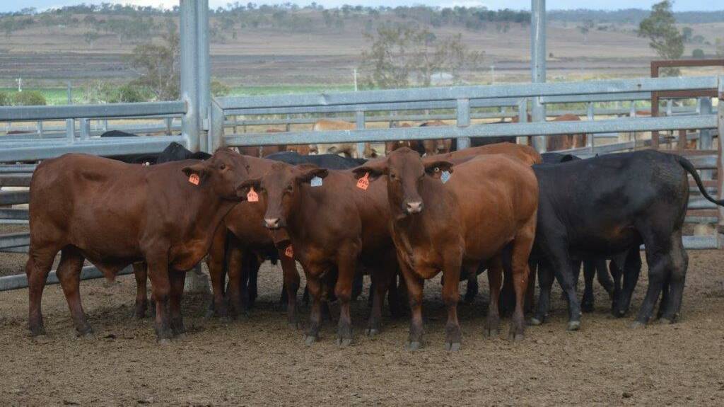 COMPETING: Some of the steers entered in the Brangus Carcase Competition. 