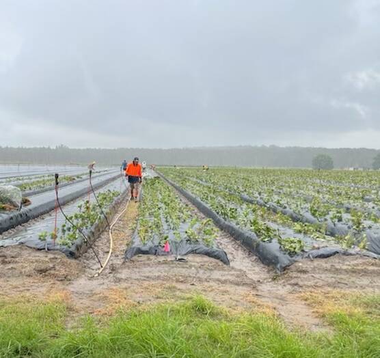 Strawberry planting has gotten underway at Queensland Berries, Caboolture, amidst the ongoing labour shortage.