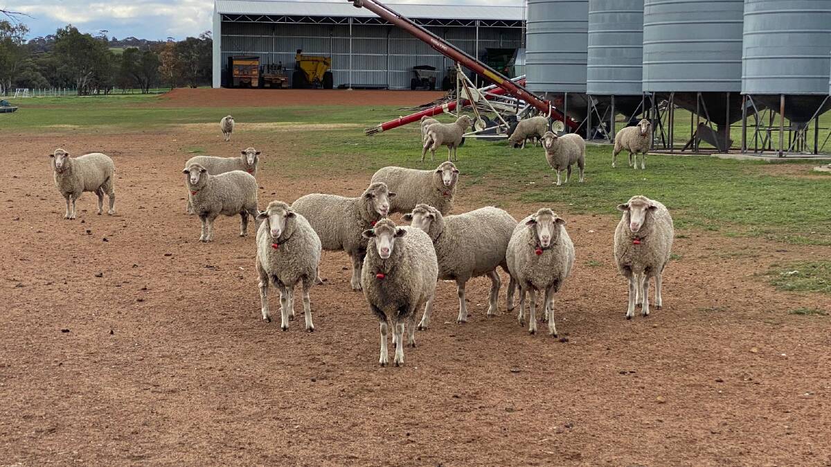 Some ewes with the SmartShepherd proximity collars on waiting for their lambs to be tagged and have their own collars fitted.