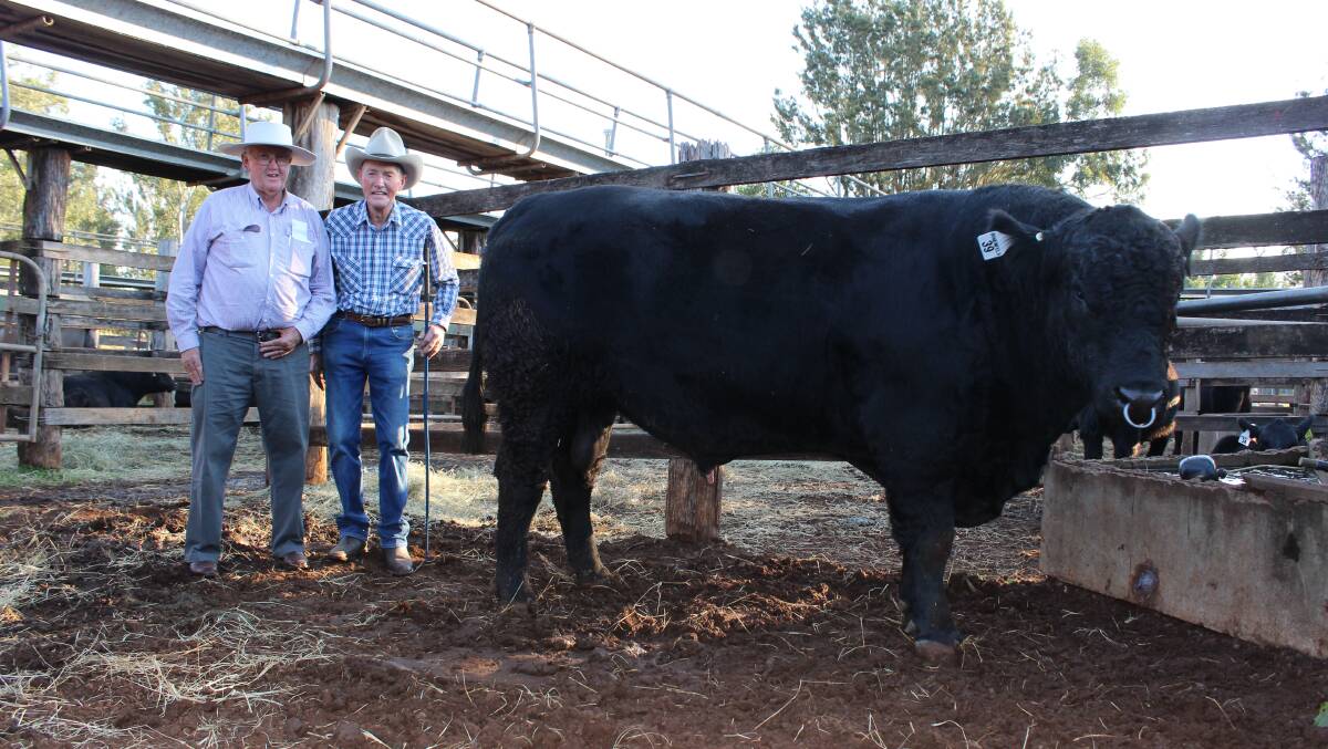 Top priced bull Bowenfels Maverick M13 with agent Vince O'Brien (representing Geoff Hartwig) and stud principal Glen Perrett at the Females of the Future sale. 