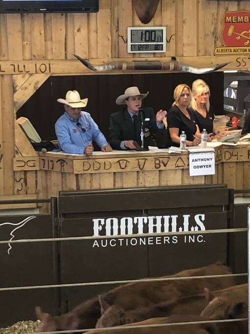 WORLD STAGE: Anthony O'Dwyer of Grant Daniel and Long, Dalby competing in the Calgary Stampede International Livestock Auctioneer Championship at Foothills Auctioneers Barn. Picture: Peter Daniel, GDL Dalby. 