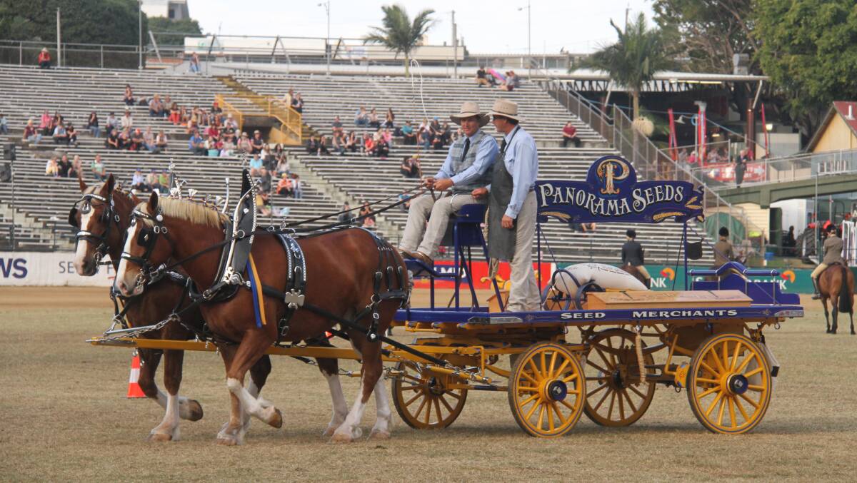 Trevor Kohler, Mt Tyson, drives Archie and Albert in a heavy harness class at the Royal Queensland Show, accompanied by Rowan Whitton. 