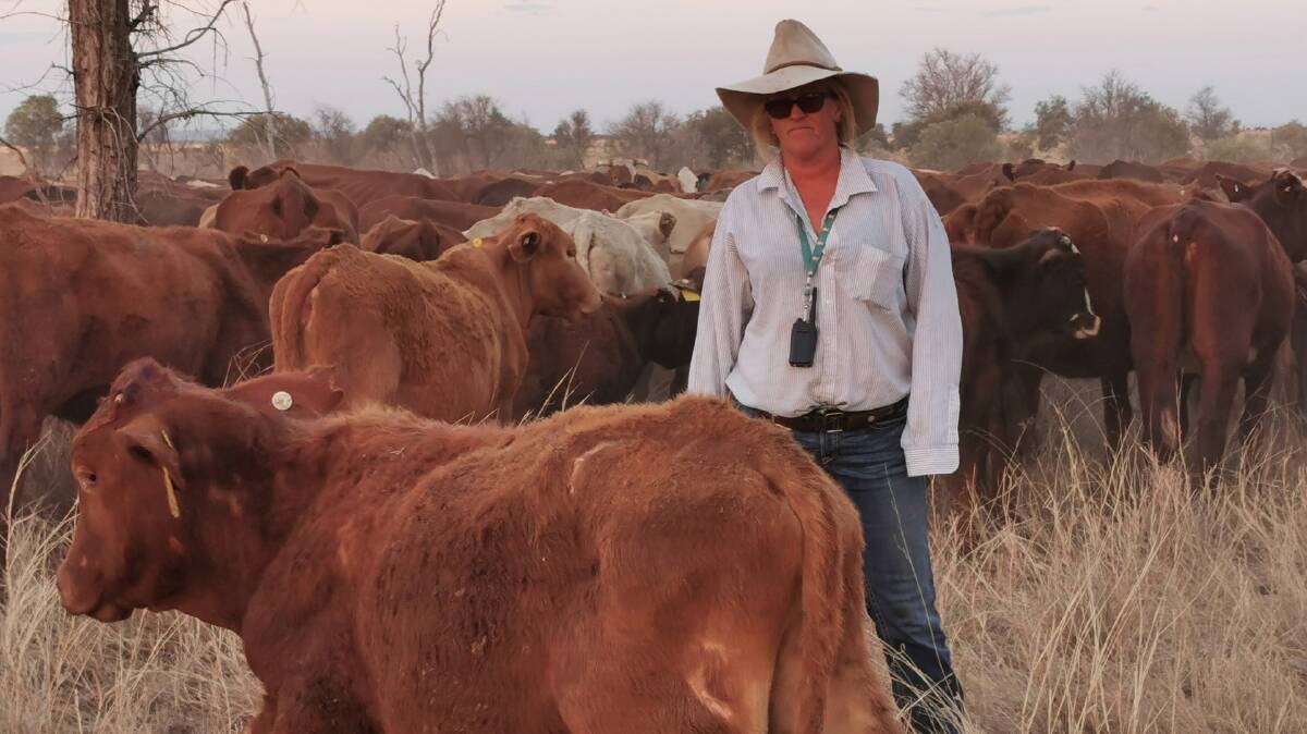 Drover Karen Mason with cattle in the lantana-affected mob. Photo- Joe Skok. 