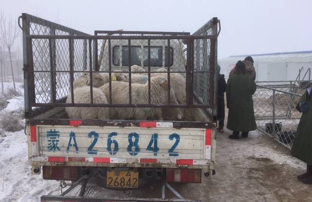 The Sino-Australian Animal Welfare Centre is working on a project looking at cold stress in sheep in extreme climates such as Inner Mongolia.