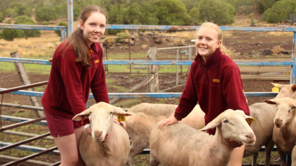 Katie Sloan and Emma Lindsay with some of Dalby State High School's White Suffolk herd.