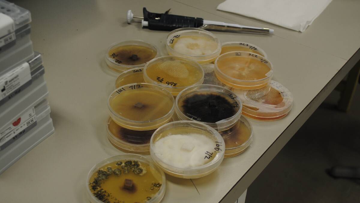 Fungi collected by researchers from pasture dieback sites.