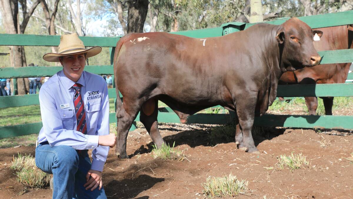 Patrick Mahony, Gyranda Stud, Theodore with the $16,000 equal top seller, Gyranda Proverb P678 (PP). The 23-month-old bull sold to the Hasleby family, Biara Stud, Northhampton, Western Australia.
