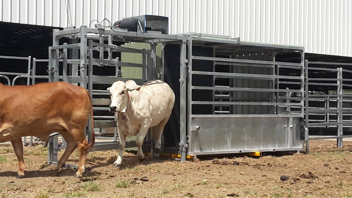  A heifer wearing a GPS collar being auto-drafted at CQUniversity, Rockhampton.