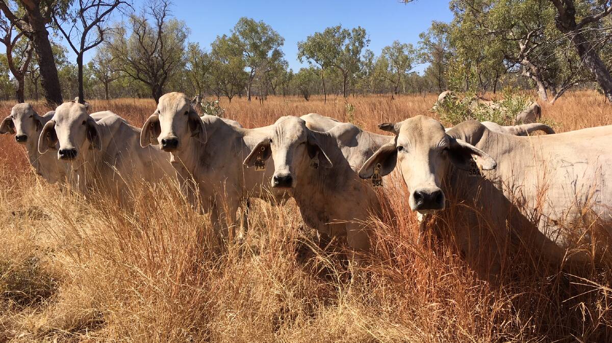 SCIENCE OF STOCKING: Breeders at the Kidman Springs research site in the Northern Territory, one of the locations being used as part of the study. 