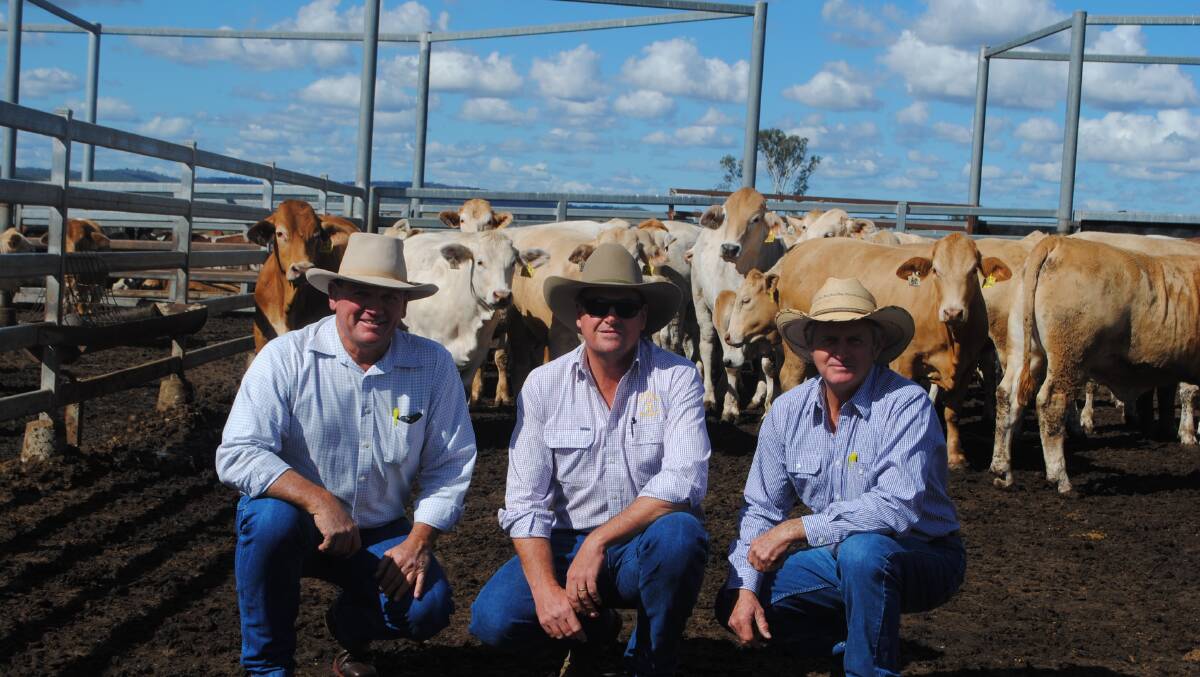 TREMENDOUS YARDING: Charbray Society of Australia vice-president Matt Welsh and feedlot trial committee members Glen Zeimer and John Mercer with the cattle entered. Photo: Victoria Nugent. 
