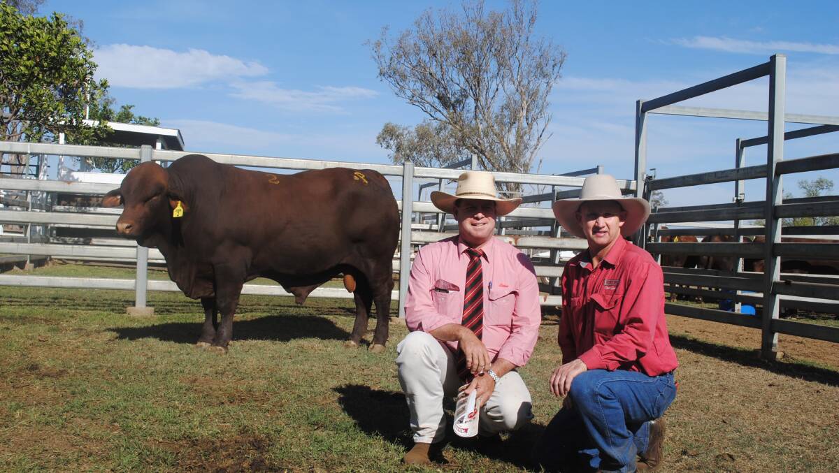 Elders auctioneer Michael Smith and Rosevale Santa Gertrudis' David Greenup with top-selling bull Rosevale Pocock P80.