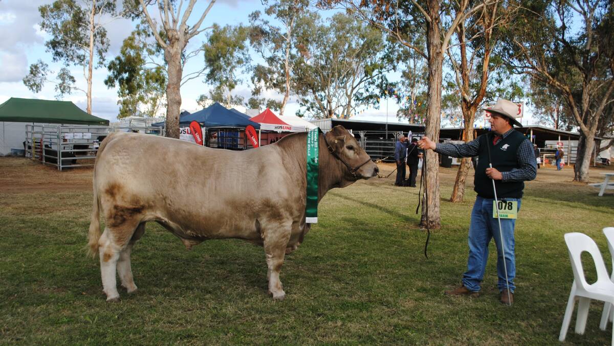 Farmfest Battle of the Bulls runner-up Red Gum Nightcap with Troy Nuttridge, TLC Fitting Service. 
