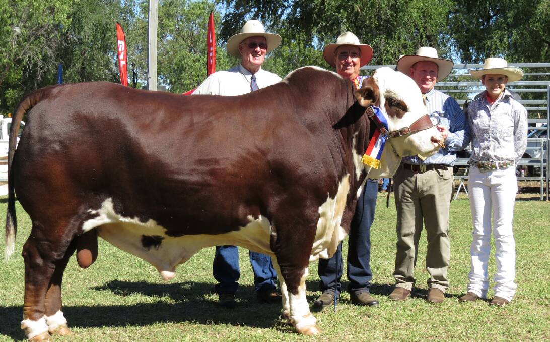 TOP QUALITY: Grand champion bull of the Braford feature show at Taroom, Little Valley Richard with sponsor Larry Acton, owner Doug Bennett, judge Warren Wilson and associate judge Airlie Treloar. 