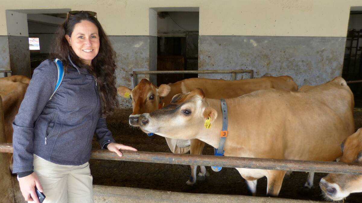 NEW APPOINTMENT: Chile veterinarian Dr Paula Gonzalez-Rivas during cattle research trial.