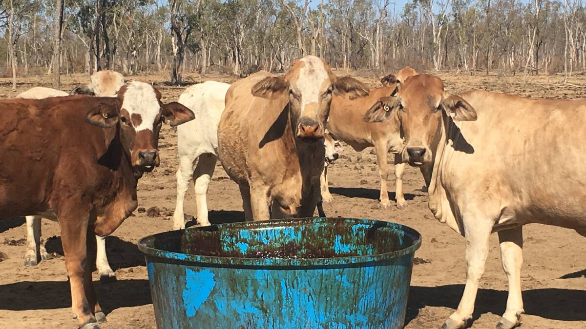 Producers across Queensland are accessing imported molasses from Vietnam for the second year in a row. 