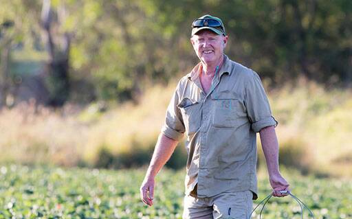 Queensland Strawberry Growers Association president Adrian Schultz on his Wamuran farm. Picture: LuvaBerry