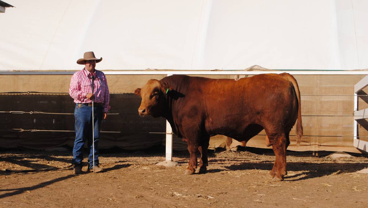 Ticoba staff member John Doyle with $16,000 bull Ticoba Niro. 