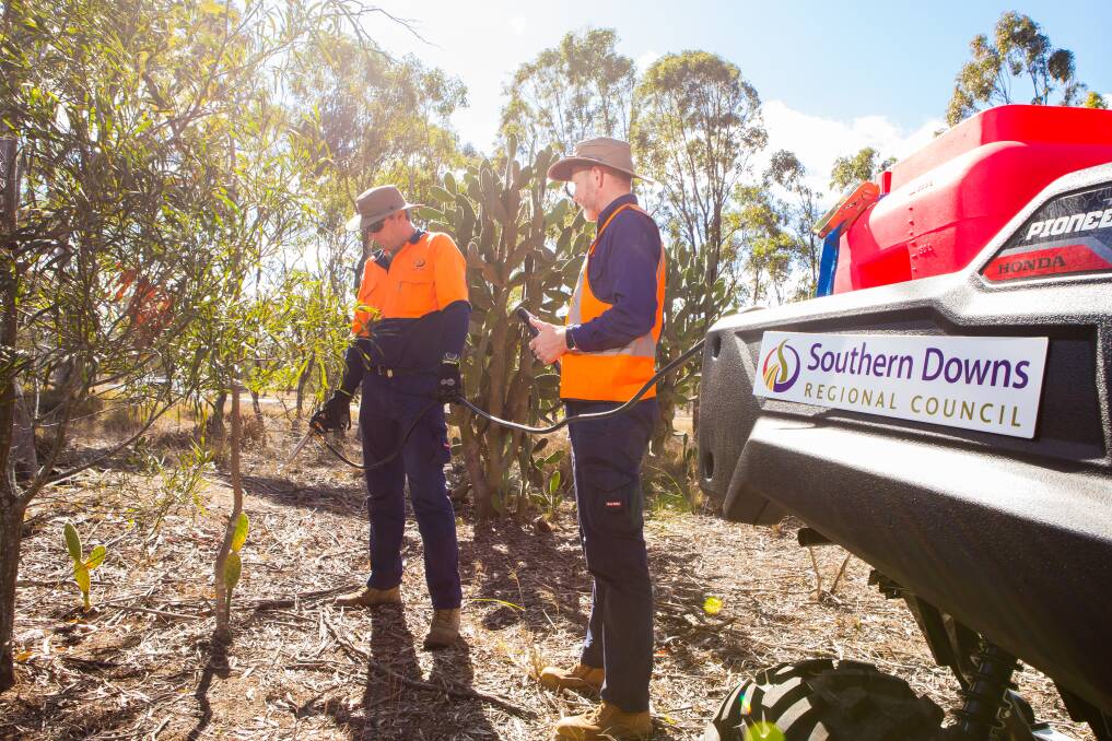 Southern Downs Regional council local laws officers Matthew Murphy and Mat Murphy treat tree pear. 