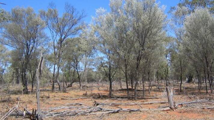 A bill seeking greater mulga harvesting powers during times of drought has been voted down in Queensland parliament. 