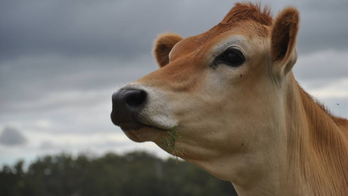Oliver Pailthorpe's winning photo of Jersey cow Goldie. 