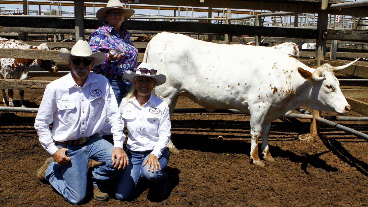 The 2019 Trails West Texas Longhorn Sale was held in Roma on Saturday, reaching a 75 per cent clearance. 