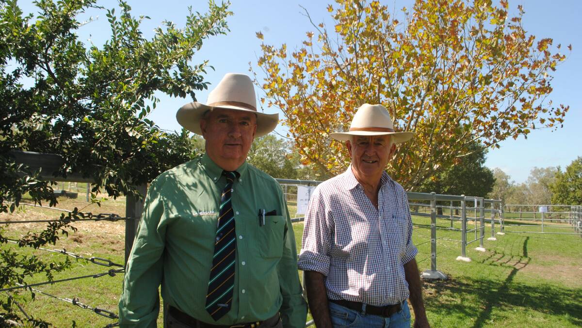 The Ascot autumn sale has been held at North Toolburra, Warwick. 